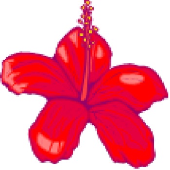 Hibiscus